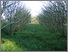 [thumbnail of DSC08000.JPG]